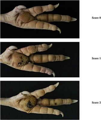 A Cross-Sectional Study on the Prevalence of Footpad Dermatitis in Canadian Turkeys